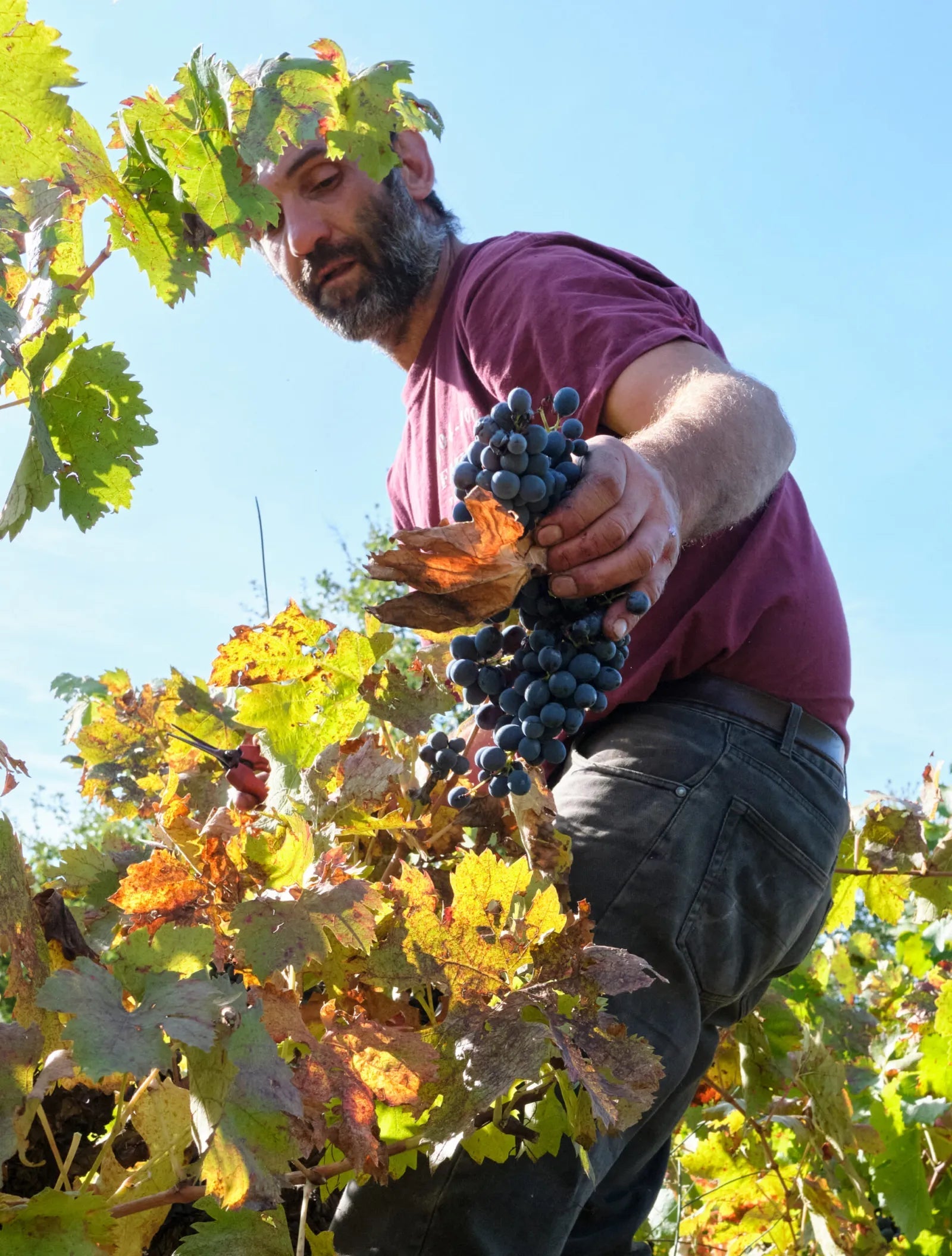 Domaine Aloïs - Ponyhof Zu Verkaufen