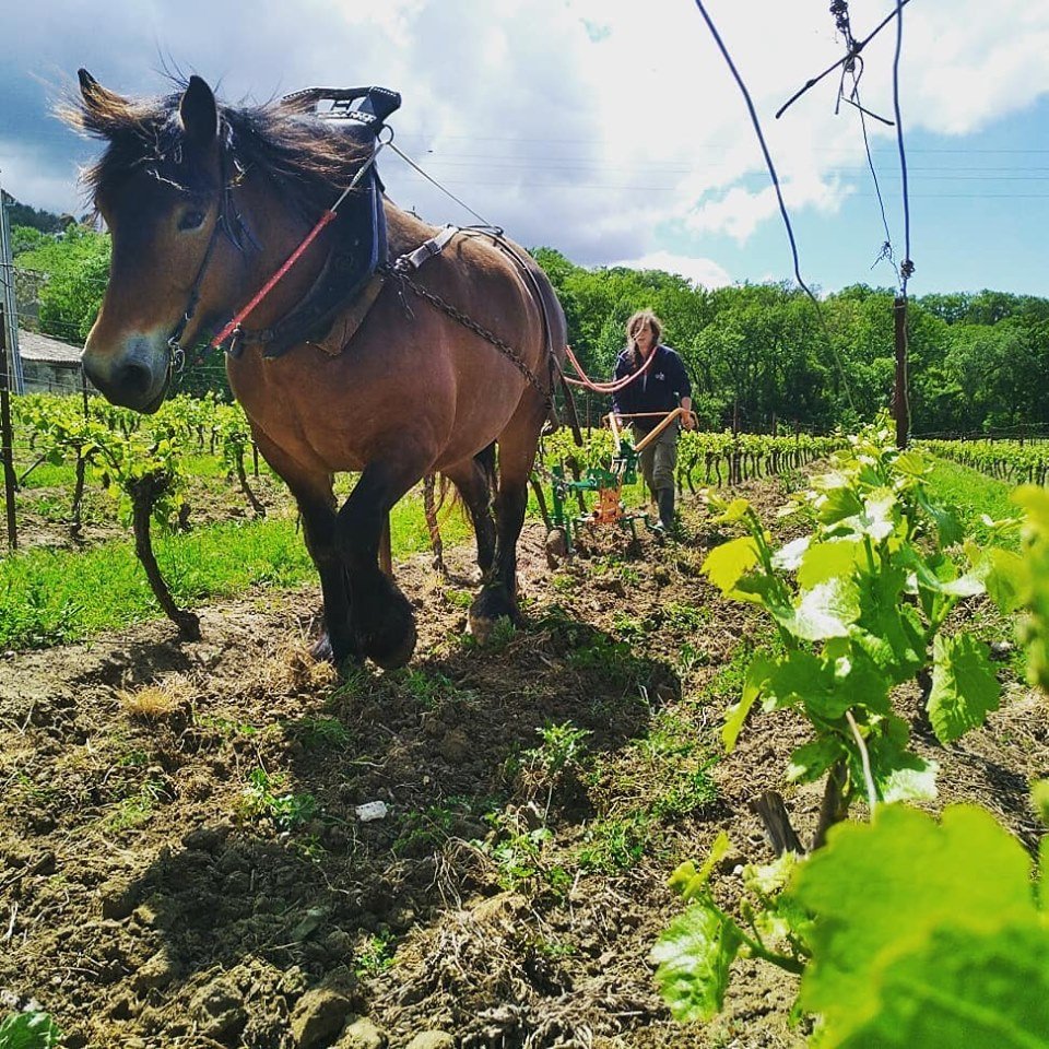 Domaine du Grès Vaillant - Ponyhof Zu Verkaufen