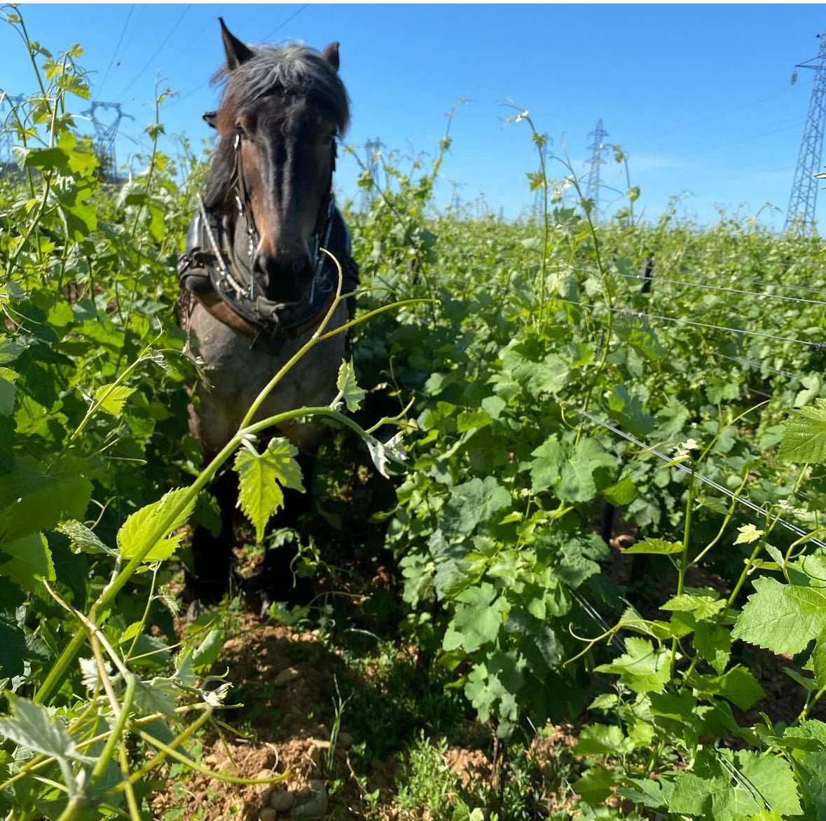 Domaine Les Bruyeres - Ponyhof Zu Verkaufen