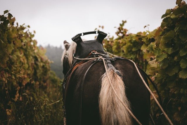 Weingut Schweizer - Ponyhof Zu Verkaufen